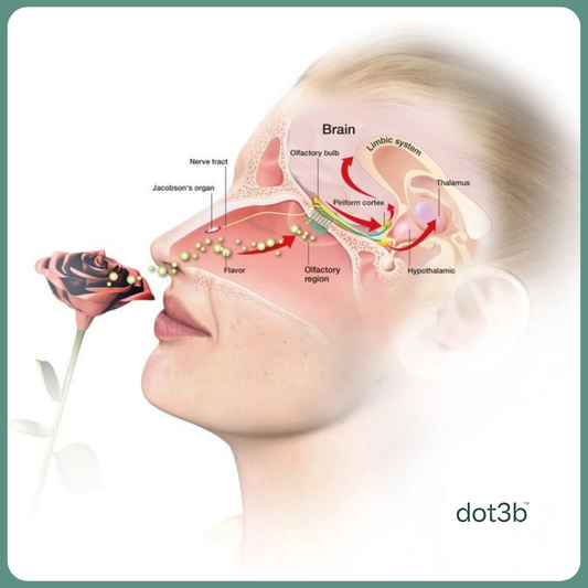 Why Does a Smell Take You Back In Time?
